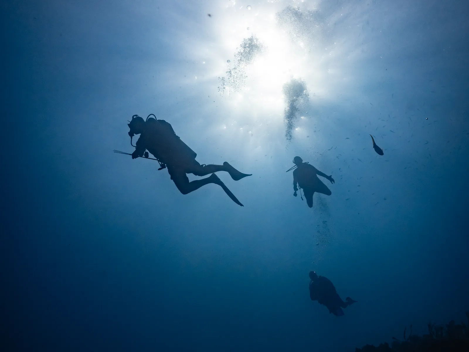 Reef Diver package, scuba diving the Belize Barrier Reef from Ocean Tide Beach Resort